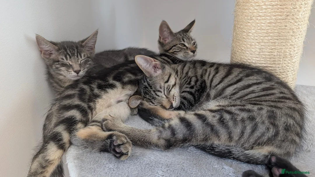 Maine Coon cats for sale: Beautiful Main coon x Bengal kittens - Advert 8
