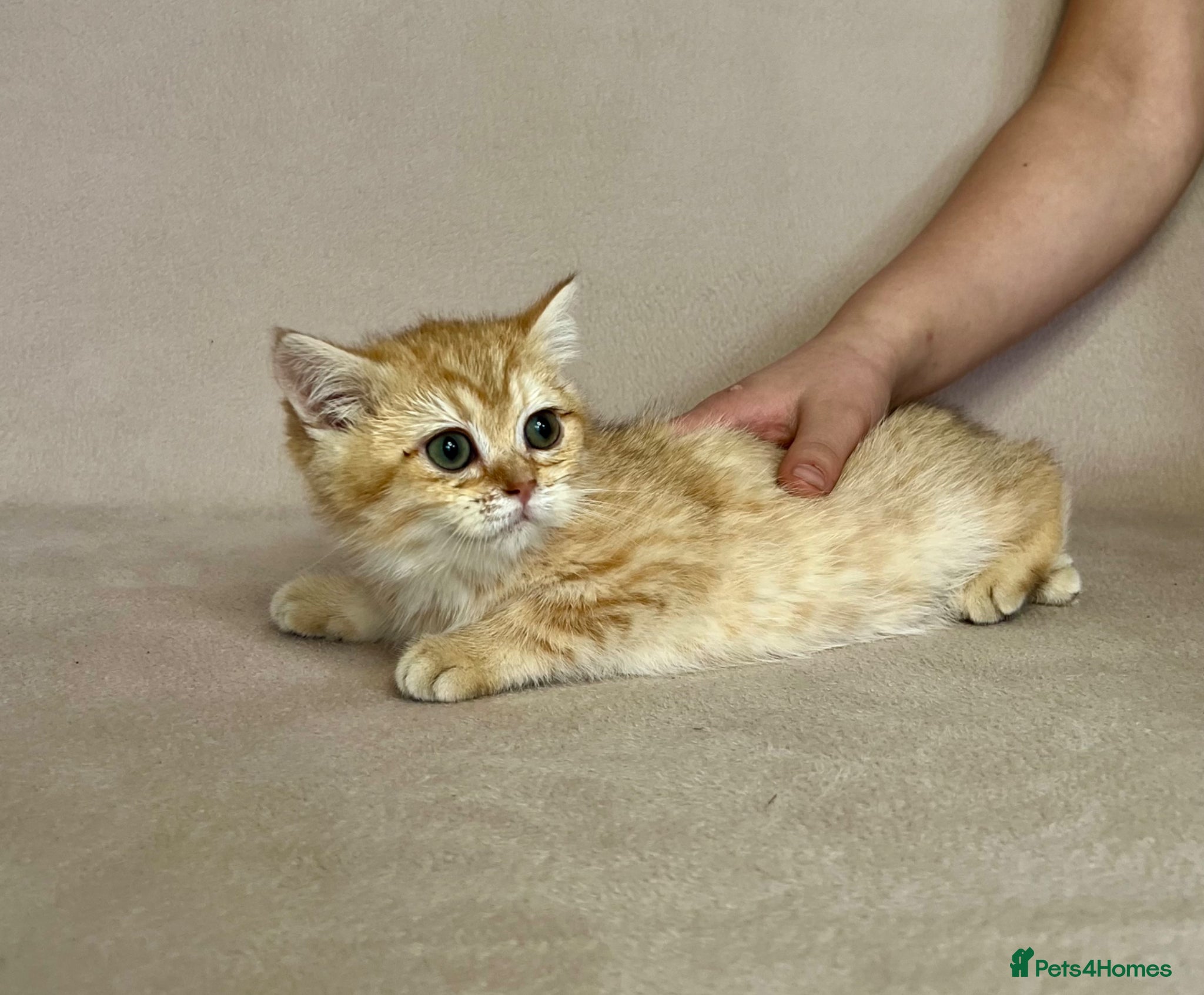 British Shorthair cats 🐾 PUREBRED GOLDEN BSH KITTENS🐾 - Advert 6