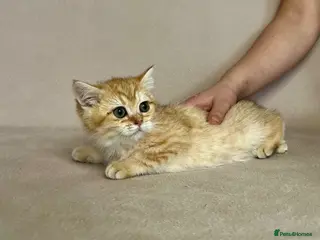 British Shorthair cats 🐾 PUREBRED GOLDEN BSH KITTENS🐾 - Advert 6