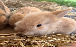 English rabbits for sale: Two rabbits for sale  - Image 3