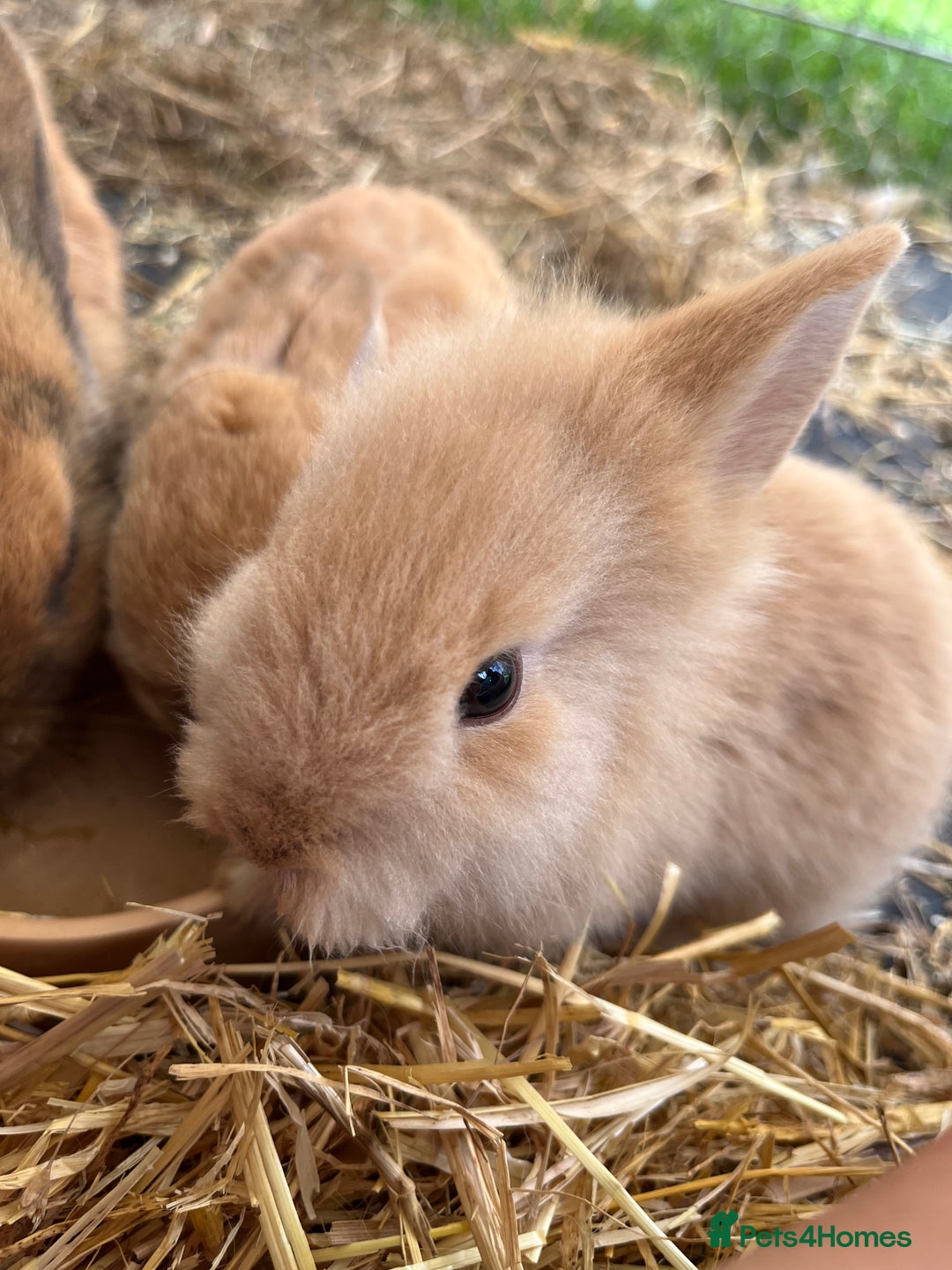 English rabbits for sale: Two rabbits for sale  - Image 3