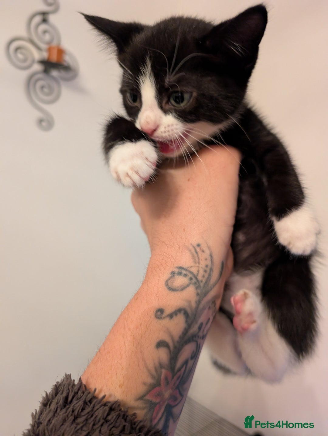 Domestic Shorthair cats for sale: Kittens for sale - Image 15