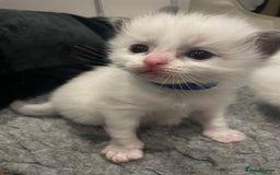 Ragdoll cats for sale: Pure Breed bi colour blue Ragdoll Kittens - Image 7