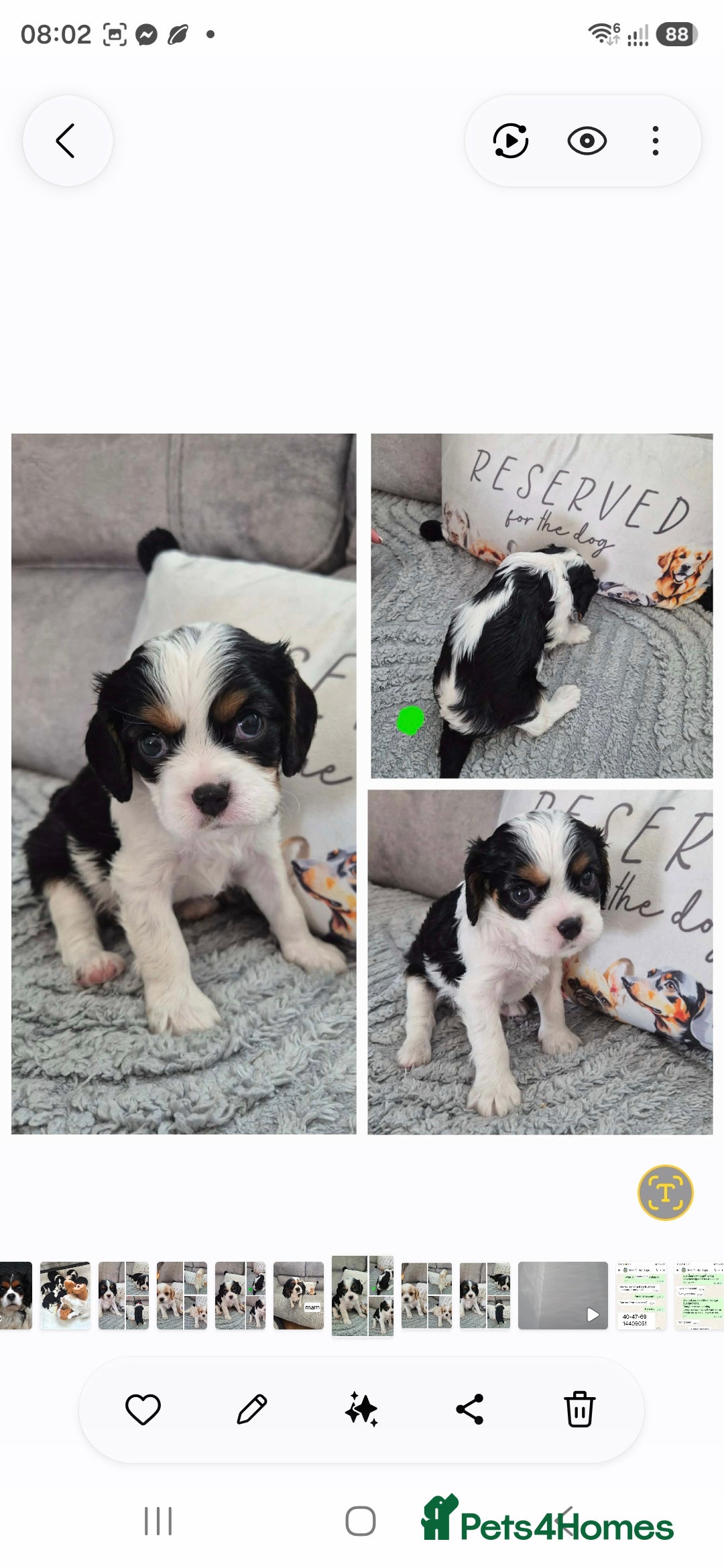 Cavalier King Charles Spaniel dogs KC CAVALIER KING CHARLES PUPPIES  - Advert 2