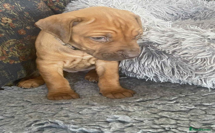 Rhodesian Ridgeback dogs - Advert 1