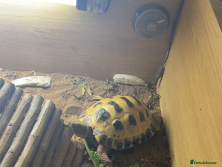 Hermann Tortoise reptiles Hermann Tortoise - Advert 1