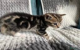 Mixed Breed cats for sale: KITTENS FOR SALE - Image 2