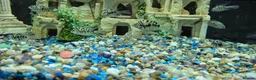 Cichlids fish for sale: Polar blue parrots in Aylesbury - Advert 12