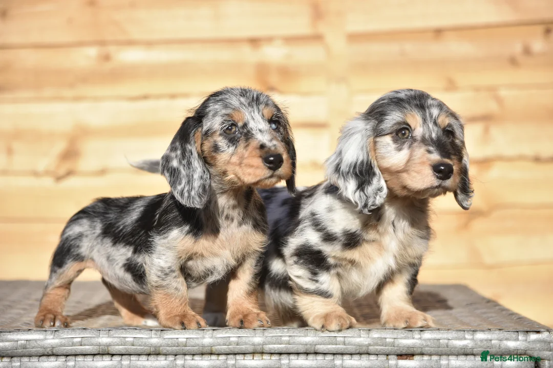 Dachshund dogs for sale: Adorable dachshund litter - Advert 1