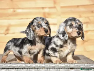 Dachshund dogs Adorable dachshund litter - Advert 1