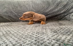 Dachshund dogs for sale: 1 gorgeous sausage dog boy  - Image 7