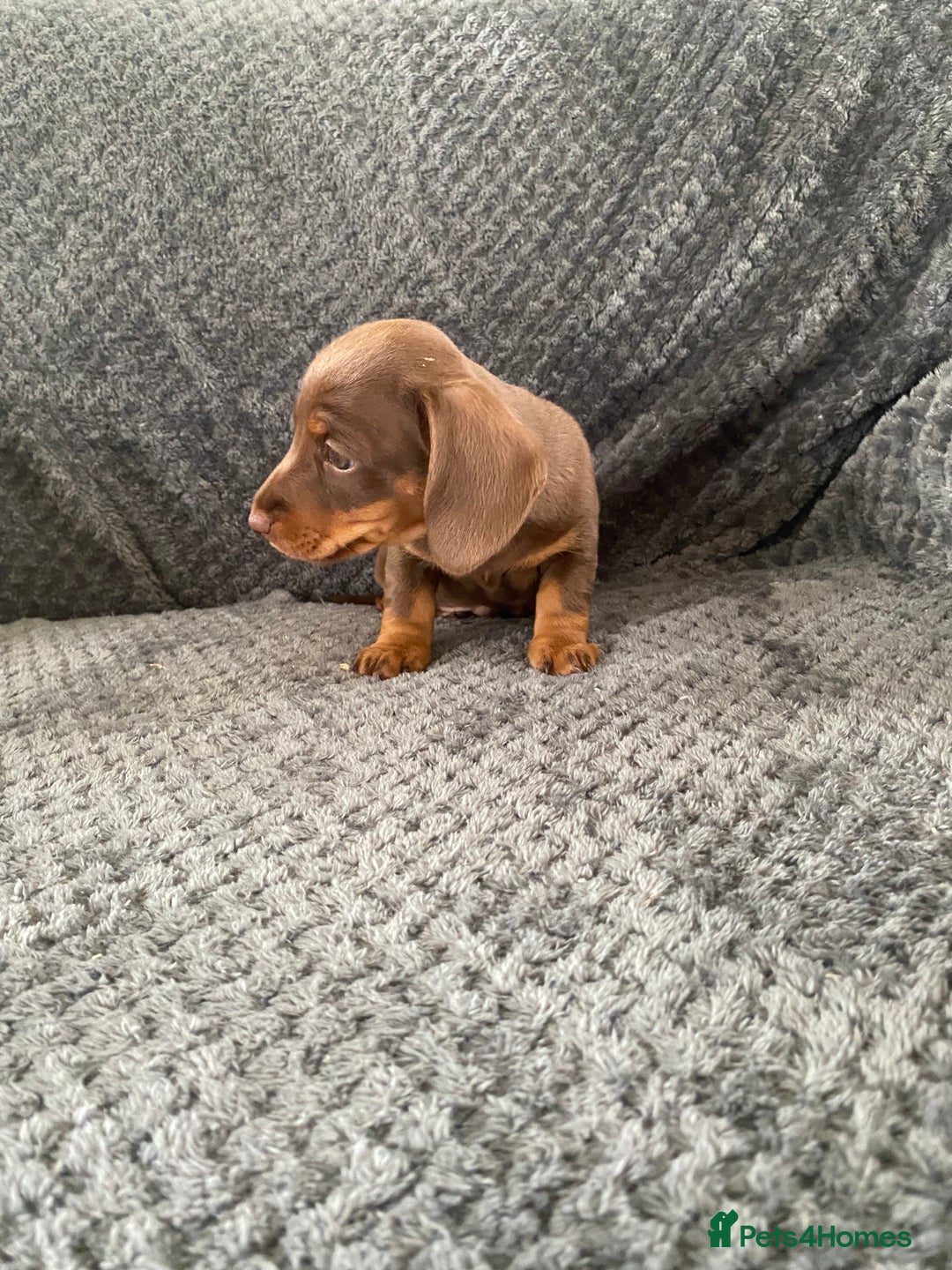 Dachshund dogs for sale: 1 gorgeous sausage dog boy  - Image 7