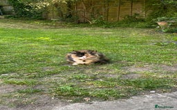Mixed Breed cats for sale: Kittens  - Image 4