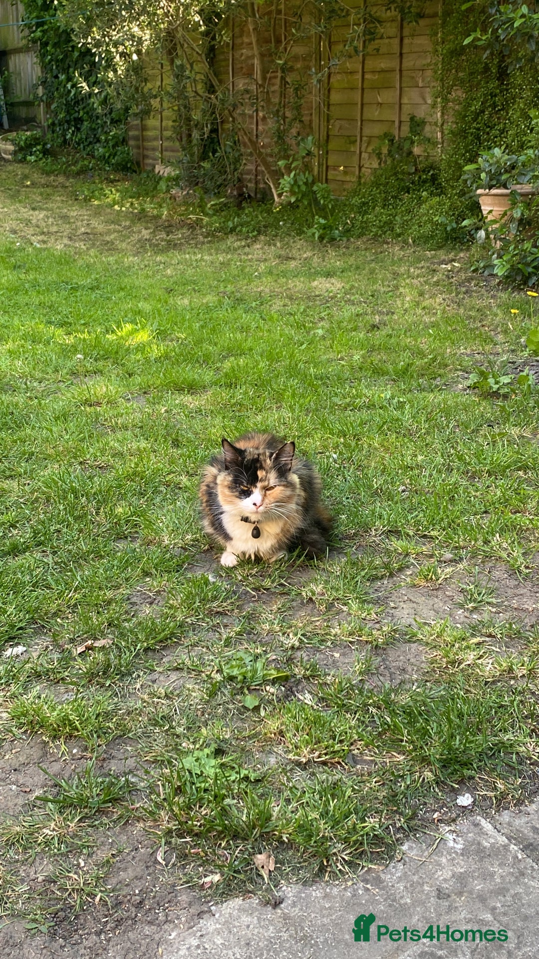 Mixed Breed cats for sale: Kittens  - Image 4