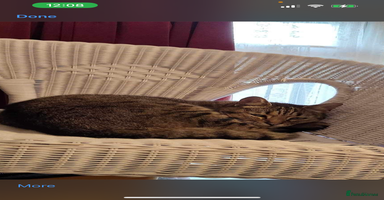 Bengal cats in Bath - Advert 1