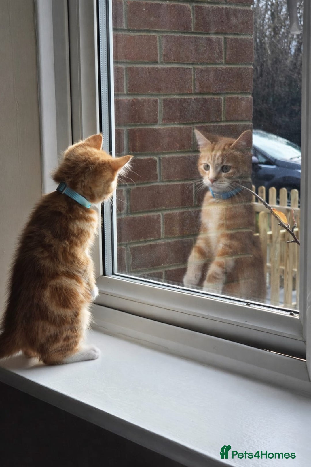 Mixed Breed cats for sale: Maine Coone x Ragdoll Kitten - Advert 3