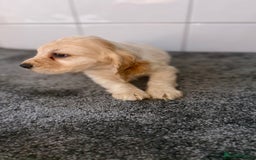 Cocker Spaniel dogs for sale: 6 stunning show type cocker spaniels  - Image 28