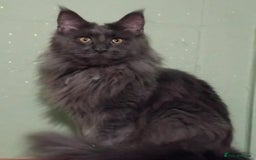 Maine Coon cats for sale: Pure Maine Coon Kittens Looking For A New Home  - Image 23