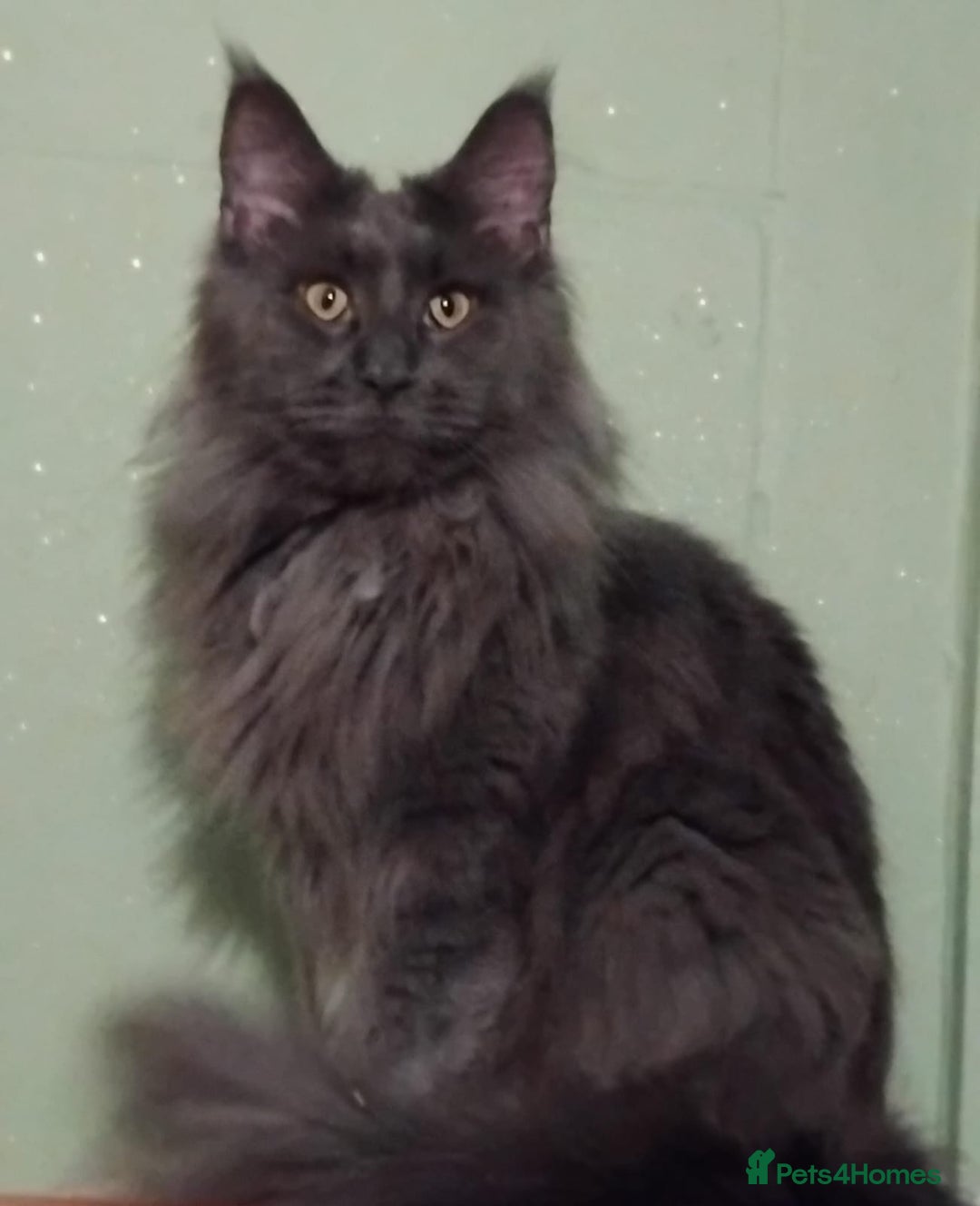 Maine Coon cats for sale: Pure Maine Coon Kittens Looking For A New Home  - Image 23