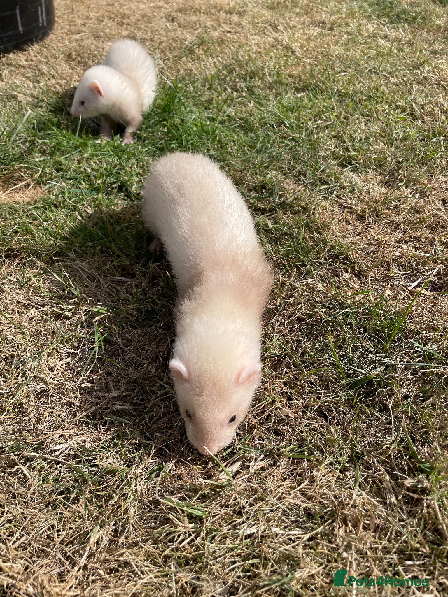 Ferret rodents 4 Standard size Working Ferret’s for sale - Advert 2