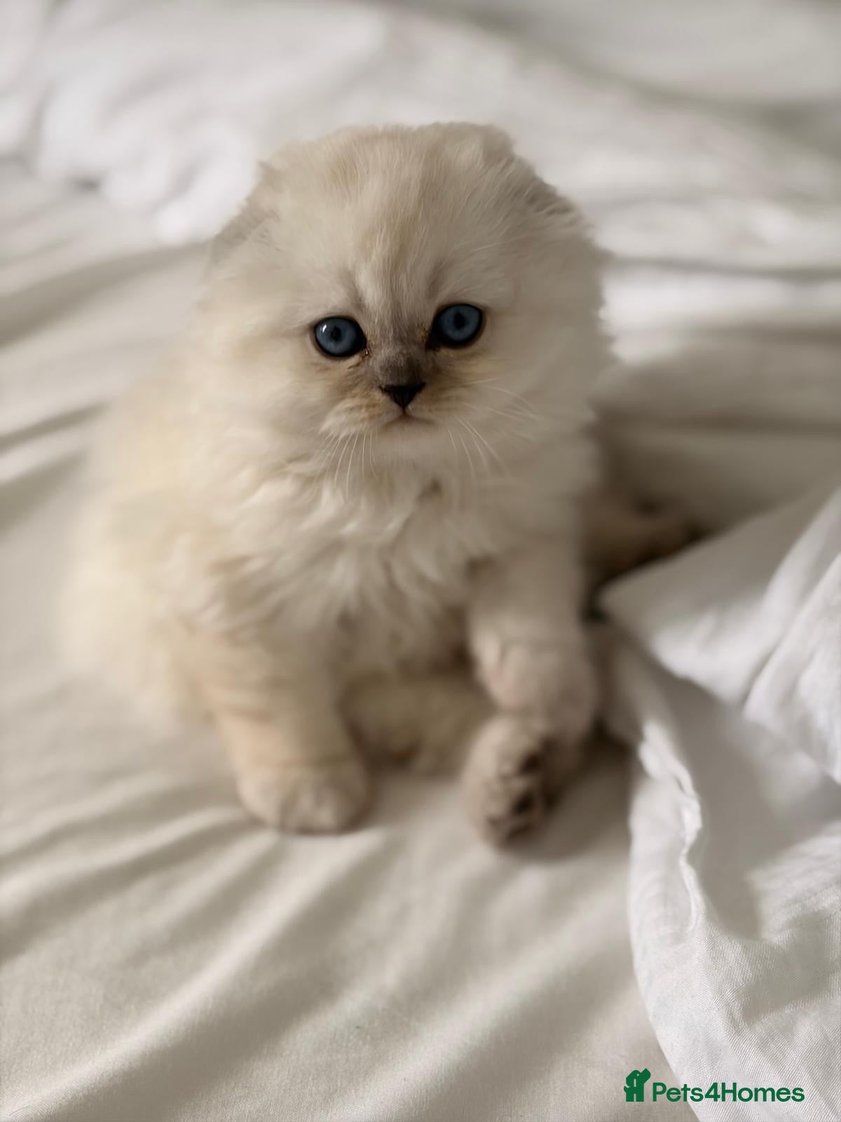 Scottish Fold cats The last 3 Scottish Fold/straight Kittens - Advert 5