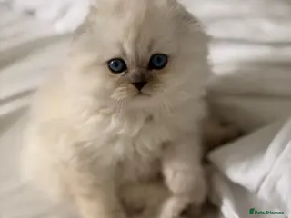 Scottish Fold cats The last 3 Scottish Fold/straight Kittens - Advert 5