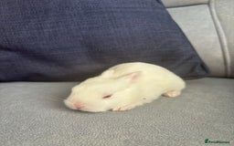 Mixed Breed rabbits for sale: Baby bunnies for sale  - Image 6