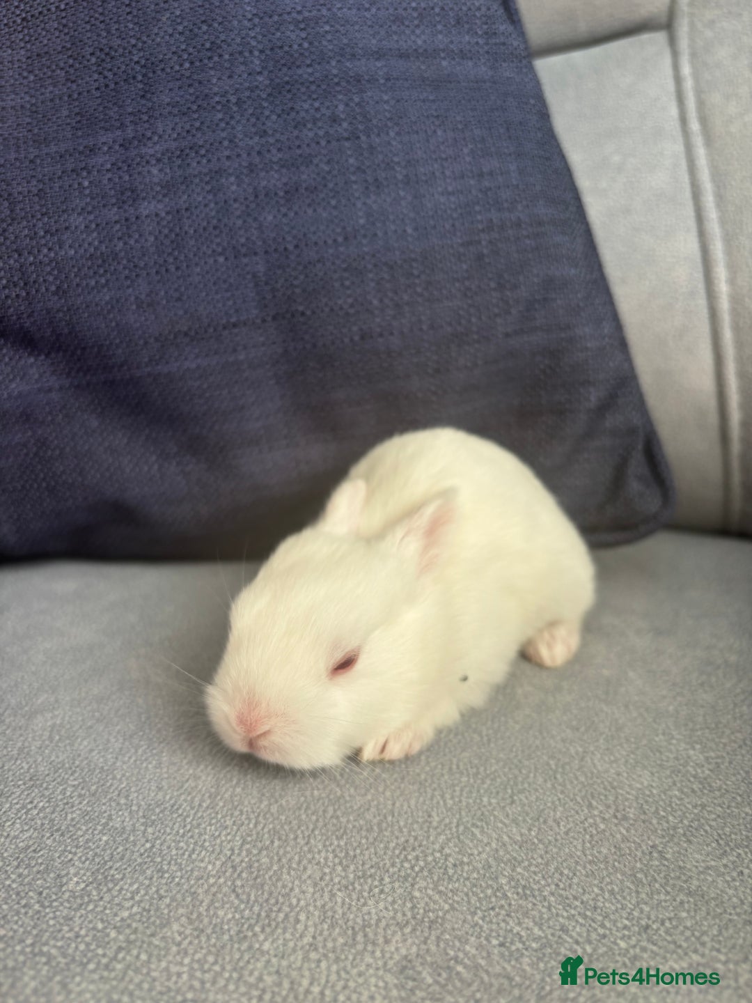 Mixed Breed rabbits for sale: Baby bunnies for sale  - Image 6