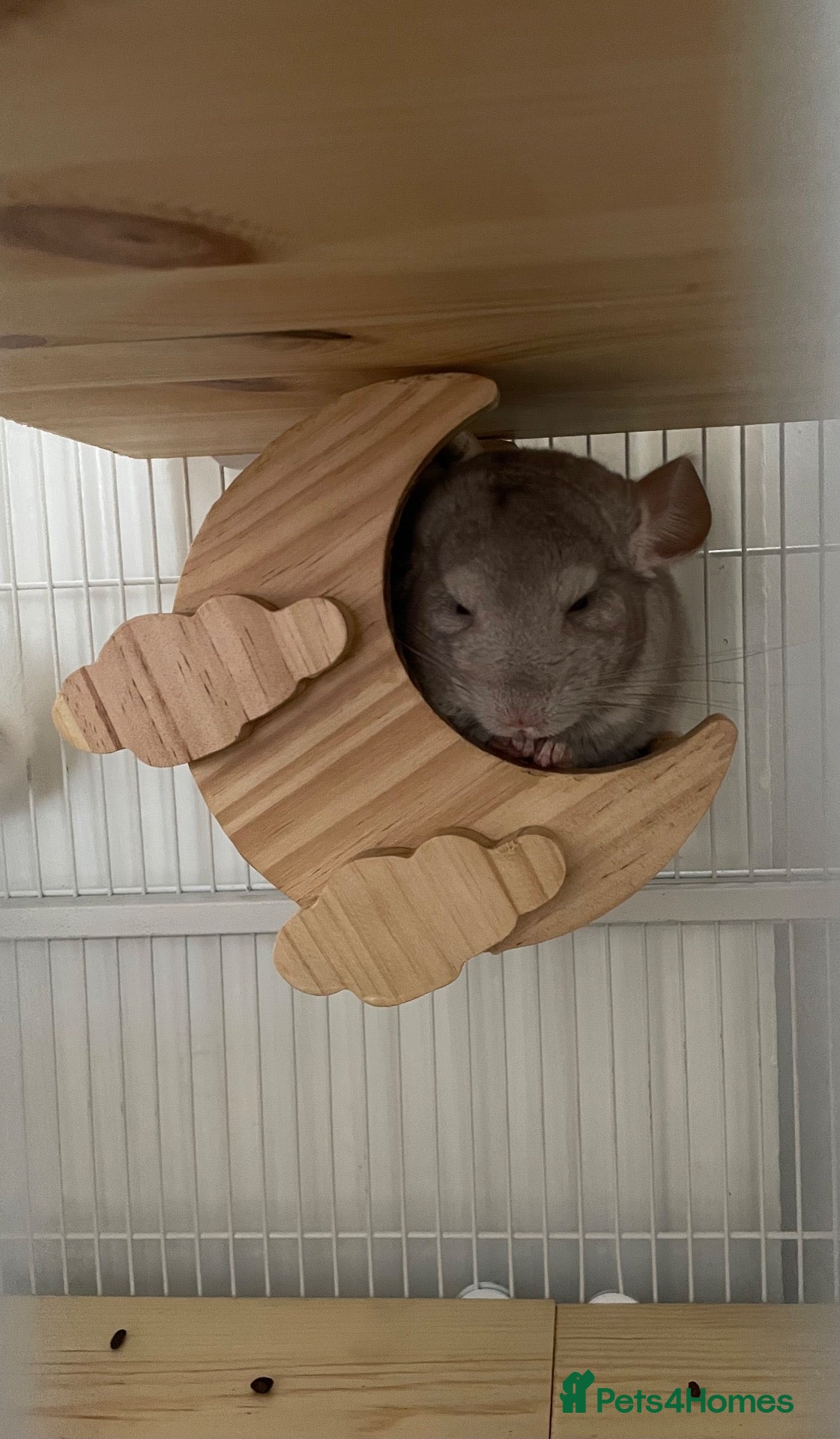Chinchilla rodents chinchilla beige - Advert 1