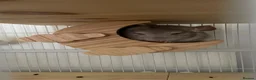 Chinchilla rodents for sale: chinchilla beige - Advert 1