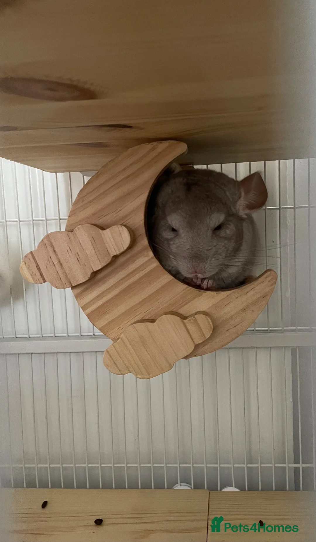 Chinchilla rodents for sale: chinchilla beige - Advert 1