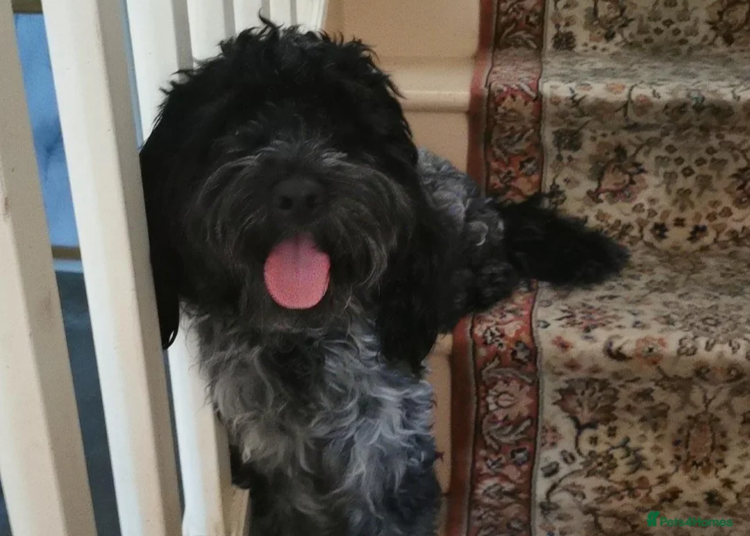 Cockapoo dogs for sale: Cockapoo for sale. in Chislehurst - Advert 2