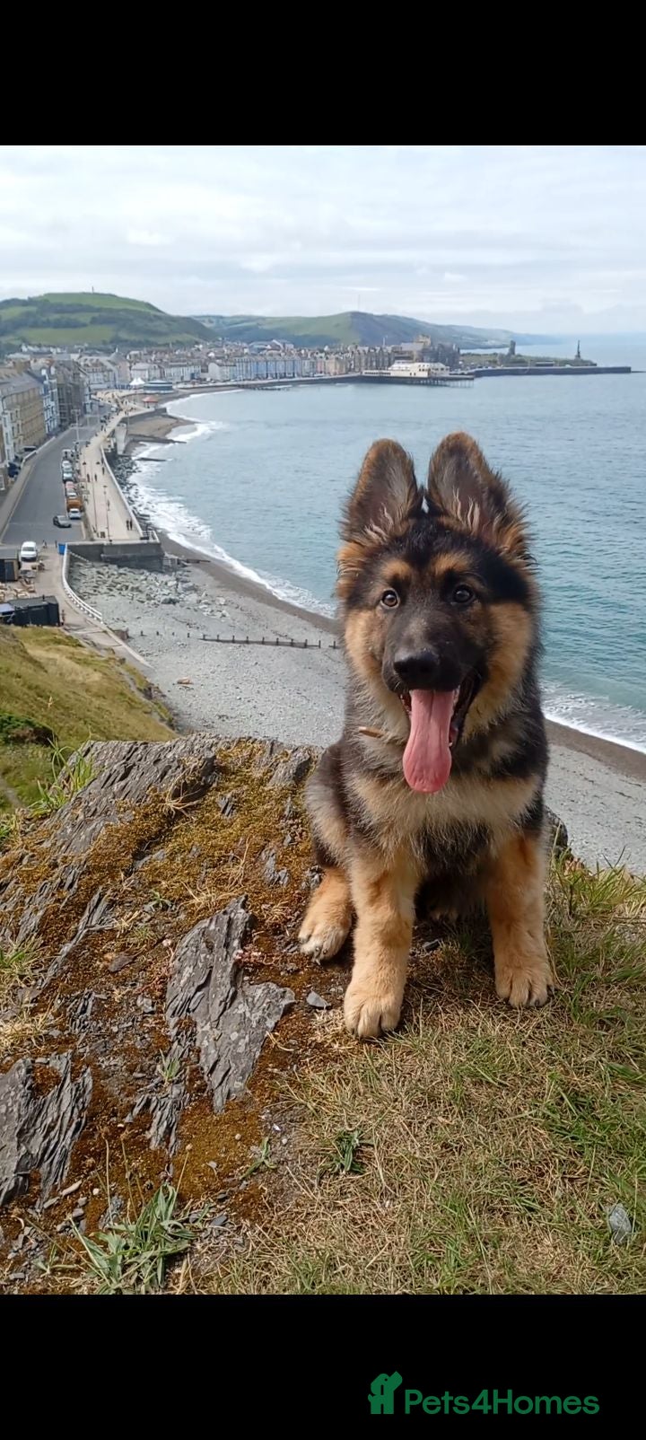 German Shepherd dogs Diesel 🩶 13 weeks old* - Advert 4
