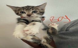 British Shorthair cats for sale: 6 ADORABLE BRITISH SHORTHAIR KITTENS - Image 5