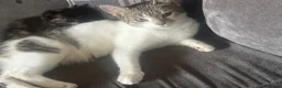 Mixed Breed cats for sale: Beautiful kittens  - Advert 4
