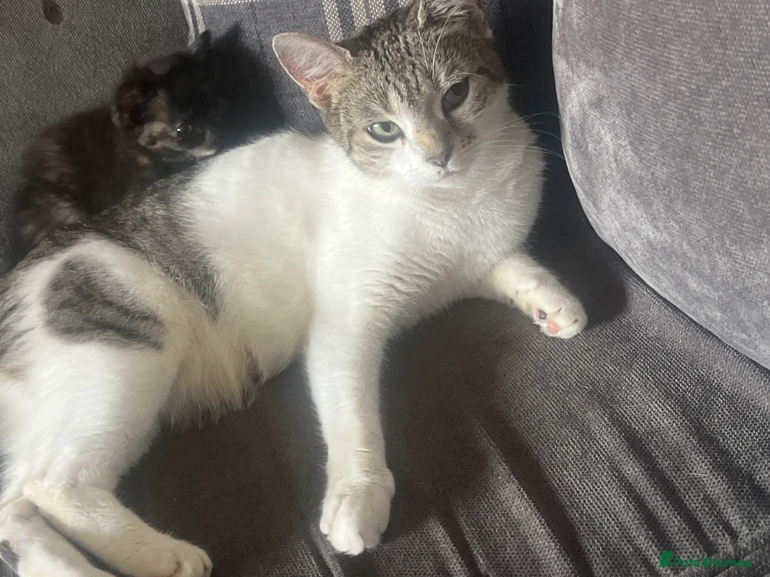 Mixed Breed cats for sale: Beautiful kittens  - Advert 4