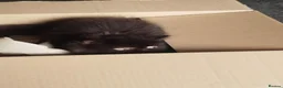 Persian cats for sale: Beautiful Black persian - Advert 3
