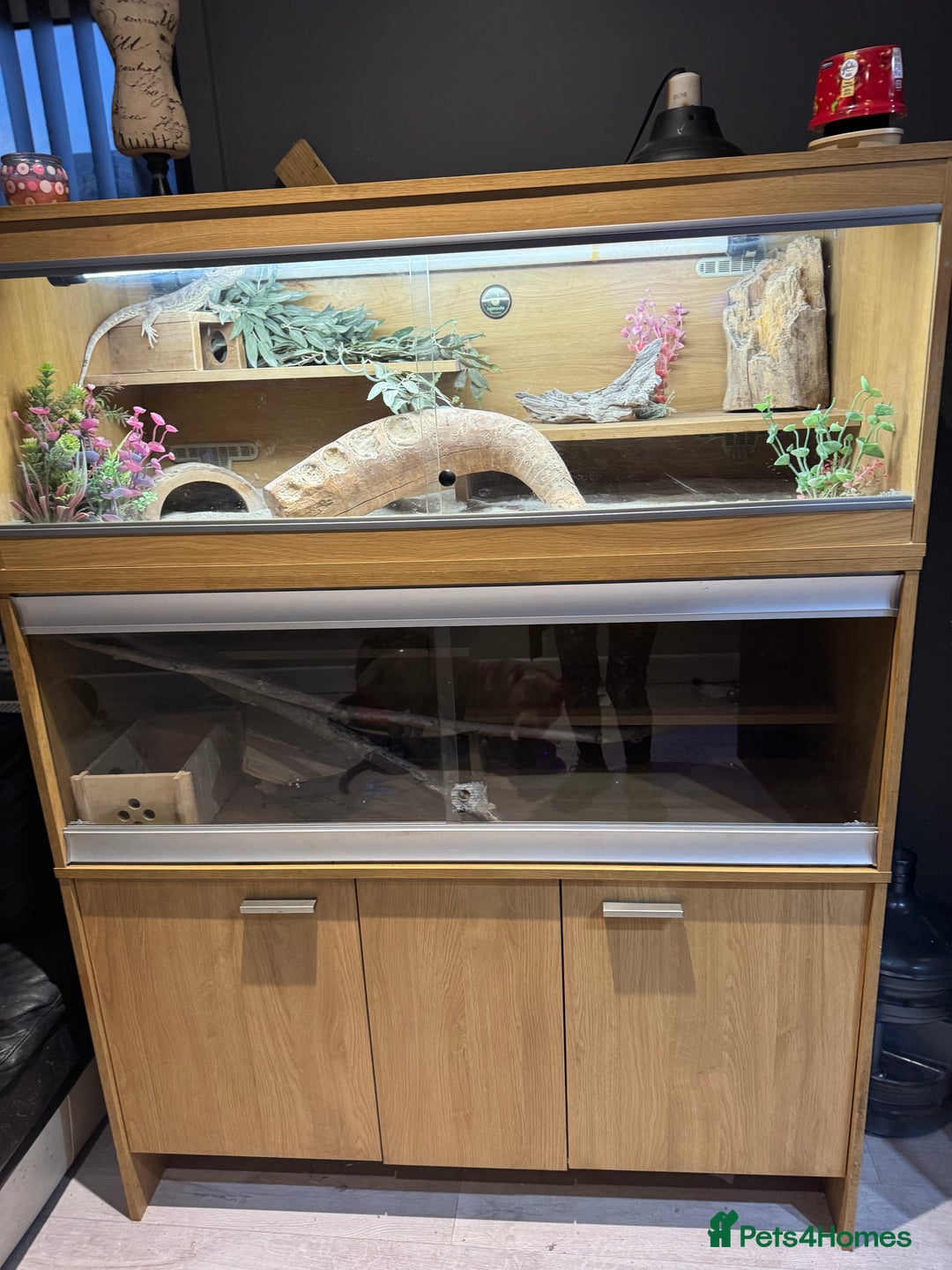 Bearded Dragon reptiles for sale: Bearded dragon with double tank - Advert 7