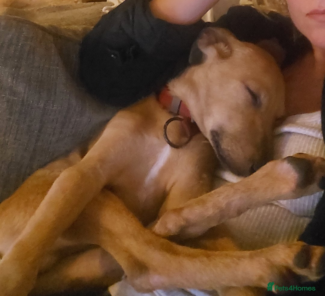 Mixed Breed dogs for adoption: Jimmy is looking for an amazing home - Image 10