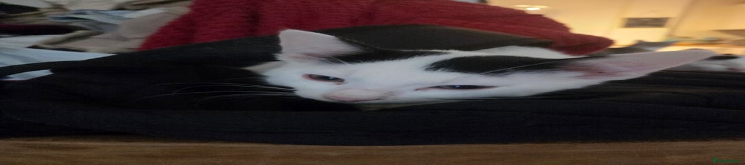 British Longhair Kitten 3