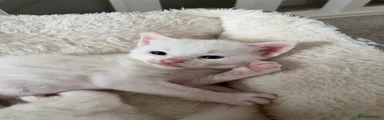 Domestic Shorthair Kitten 1