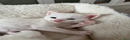 Domestic Shorthair cats for sale: Beautiful Kittens For Sale - Advert 6