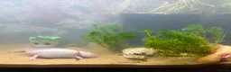 Axolotl reptiles for sale: Pair of female Axolotls  - Advert 3