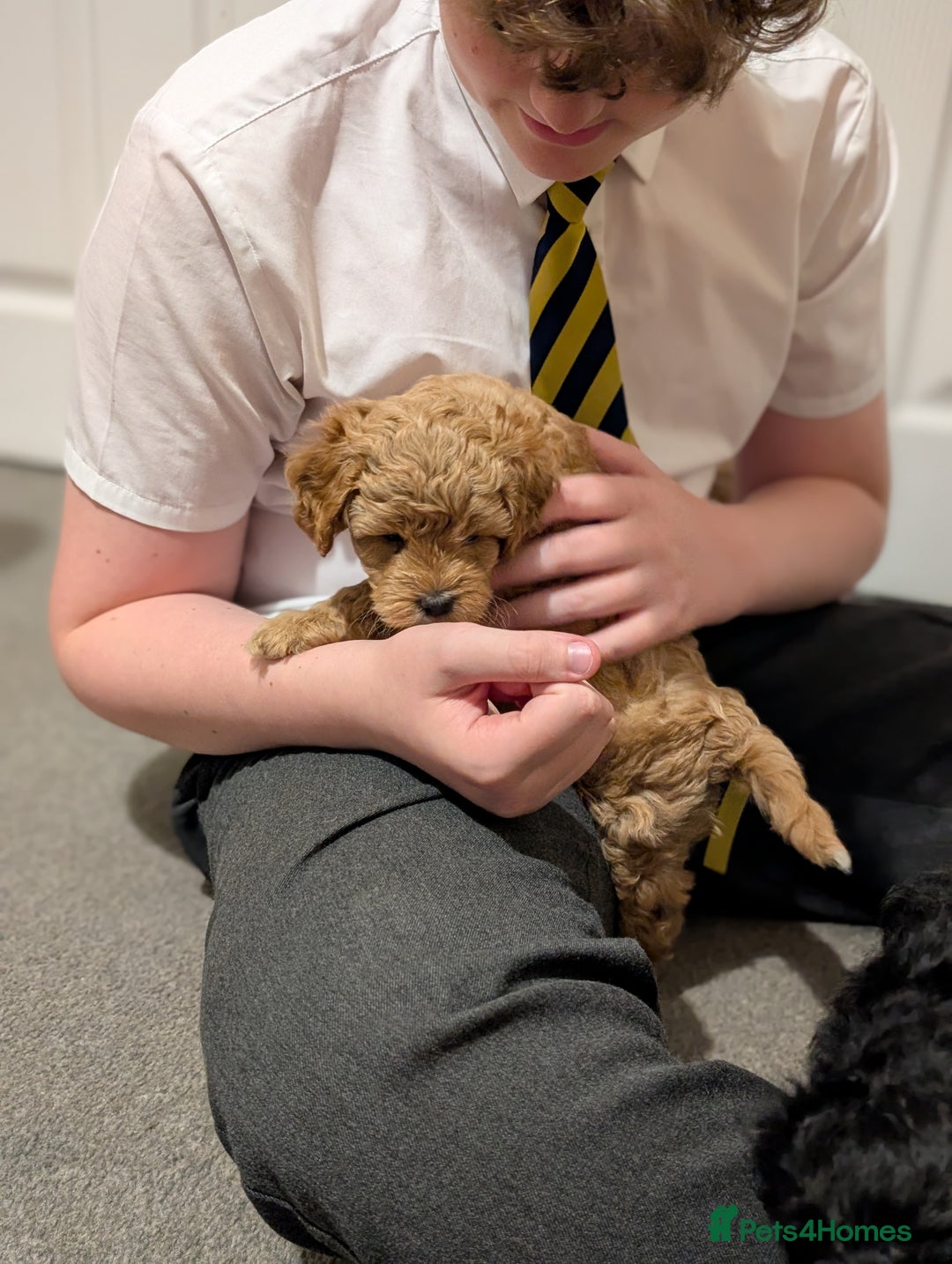 Shihpoo dogs for sale: F1b Shipoo Puppies  - Image 4