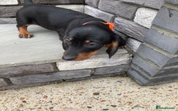 Dachshund dogs for sale: Full bread miniature dachshund  - Image 5