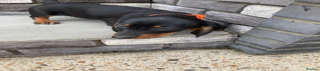 Dachshund Puppy 3