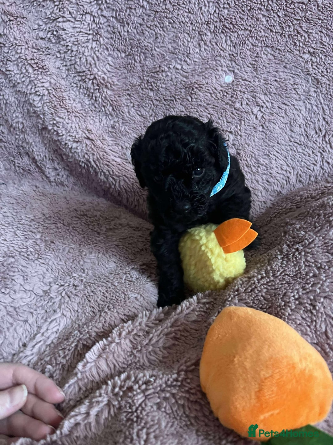 Miniature Poodle dogs for sale: Miniature Poodles!!! - Advert 6