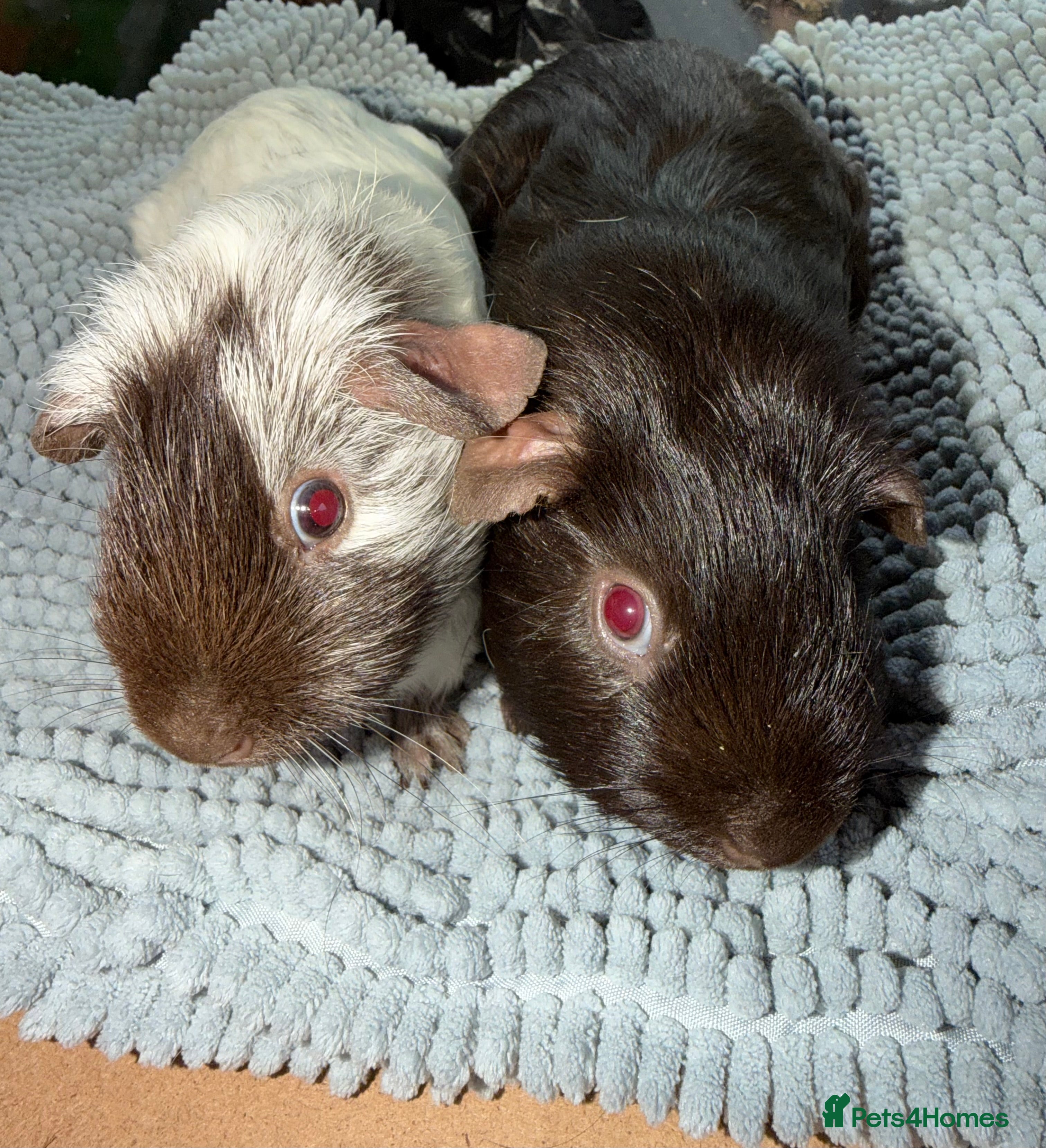 Guinea Pig rodents Female and male Guinea pigs  - Advert 13