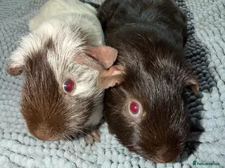 Guinea Pig rodents Female and male Guinea pigs - Advert 1