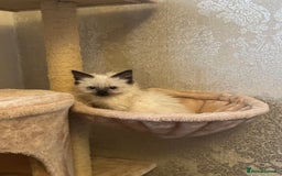 Ragdoll cats for sale: x2 female ragdoll kittens  - Image 1